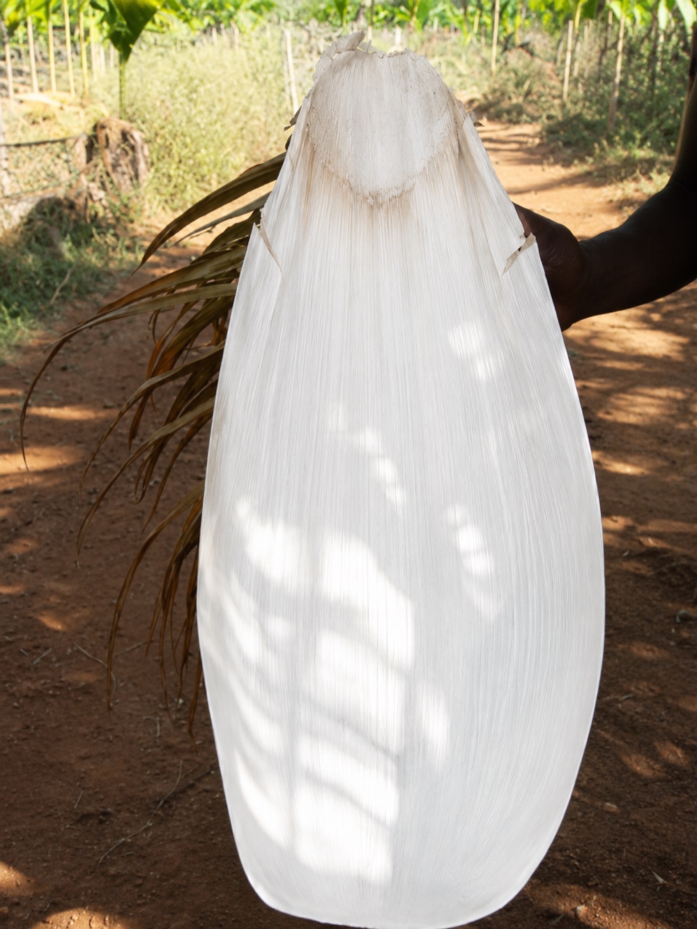 Fallen areca leaf sheath, freshly gathered
